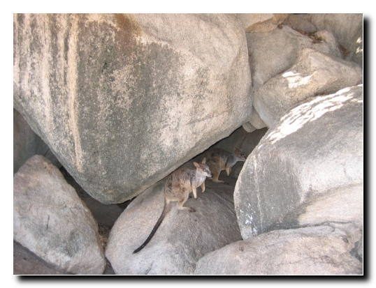 26 Rock Wallabies